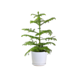 Norfolk Island Pine (Type A)
